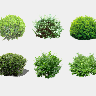 Modern ball shrubs