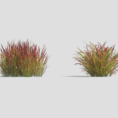 Modern Plant Grass