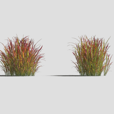 Modern Plant Grass