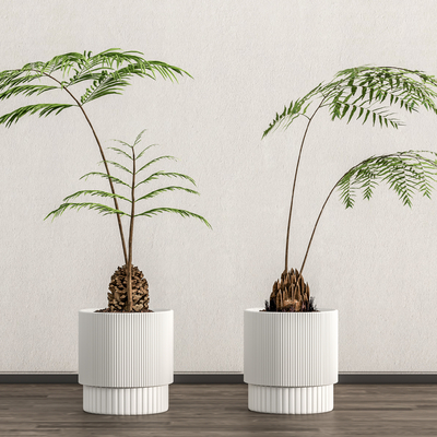 Modern Golden Monkey Fern Potted