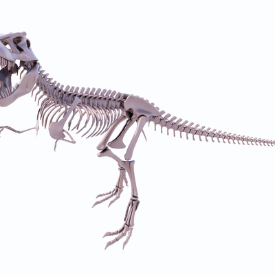 Modern Dinosaur Skeleton