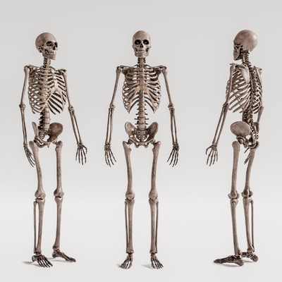 modern medicine human skeleton