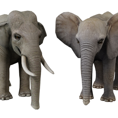 Modern Elephant Animals