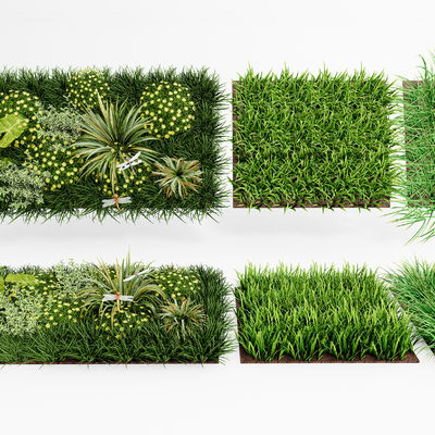 Modern lawn turf vegetation