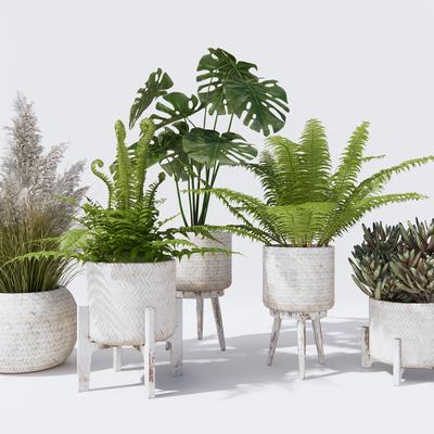 Modern Pot Fern