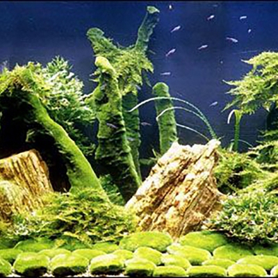 Fish tank