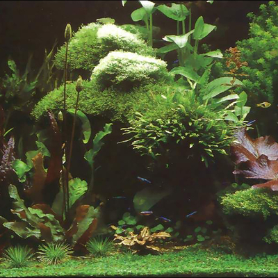 Fish tank