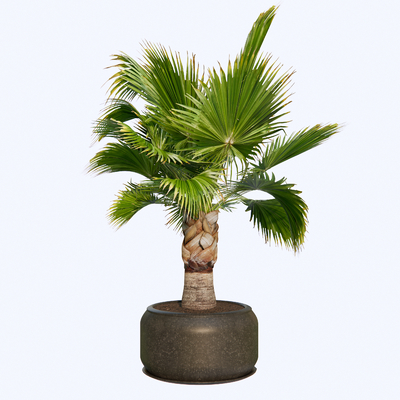 modern palm tree potted plant