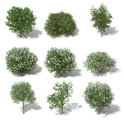 Modern shrubs