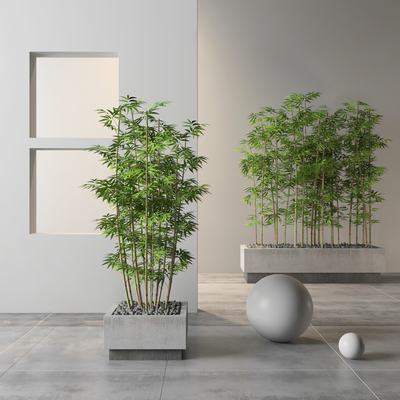 Modern Bamboo Bonsai