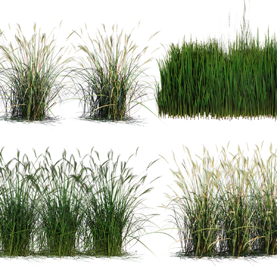 modern rice crops