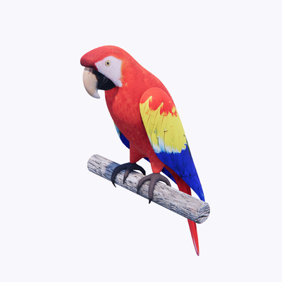 Modern Pet Parrot