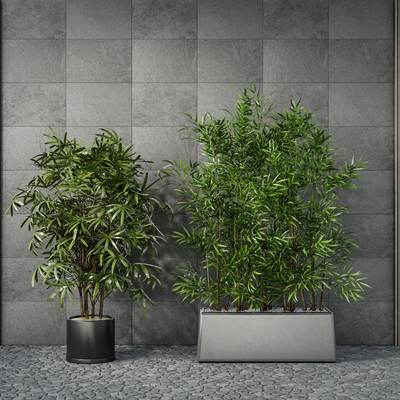 Modern bamboo potted plant