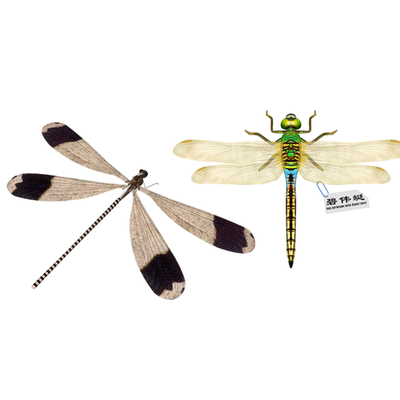 Modern Dragonfly Specimen