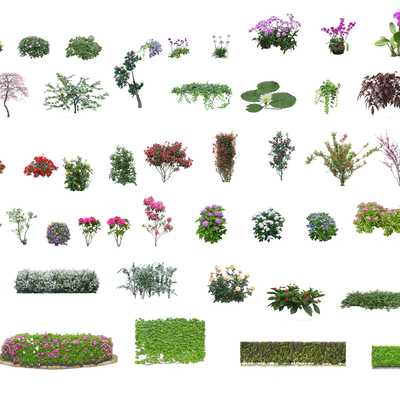 Modern Flowering Shrub Flowers 2d Components