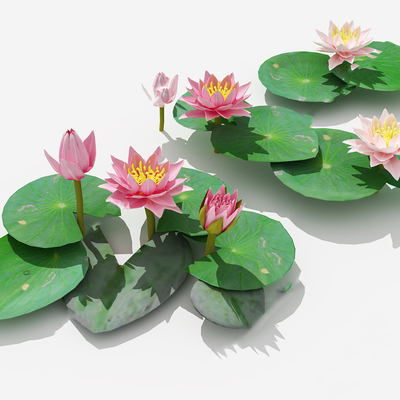 Modern lotus water lily