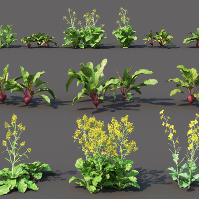 Modern Vegetable Crop Plants