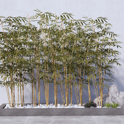 Modern landscape bamboo