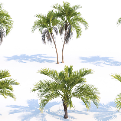 Modern Tropical Coconut Tree