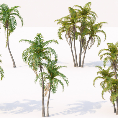 Modern Tropical Coconut Tree Palm Tree