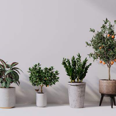 Modern Orange Tree Money Tree Potted Plant