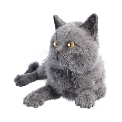 Pet Cat British Short Blue Cat