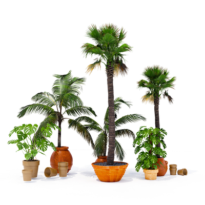 Modern Palm Tree Green Plant Potted Plant