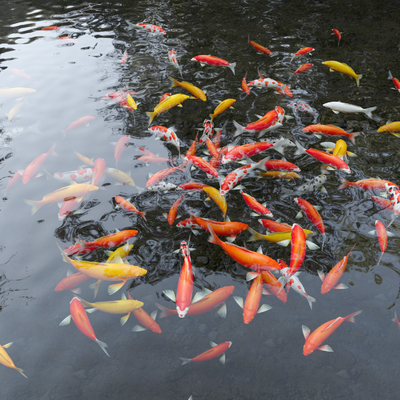 Modern Koi Fish