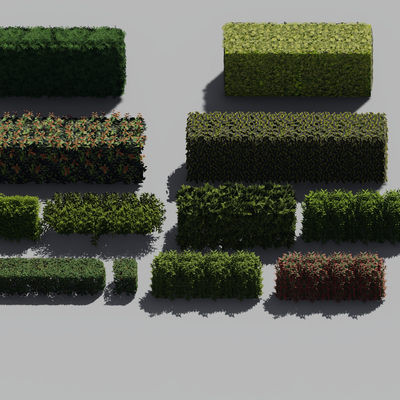 modern hedge plant