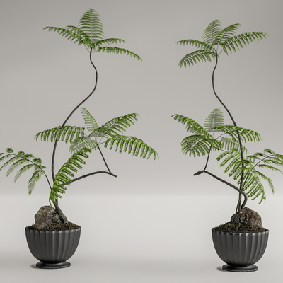 Modern Golden Monkey Pot Fern