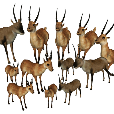 Modern Tibetan Antelope