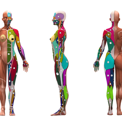 modern medical human body structure profile acupoint muscle