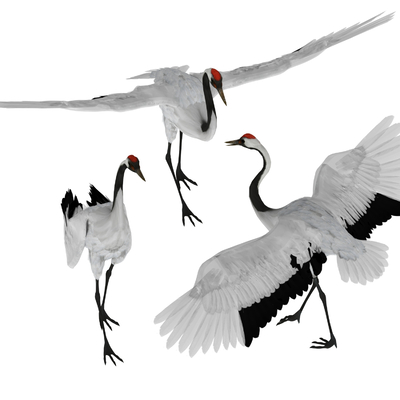 Red-crowned crane