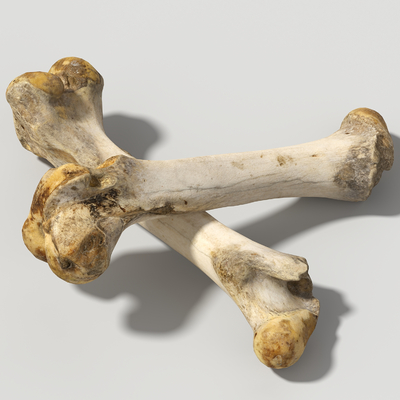 bone sheep bone