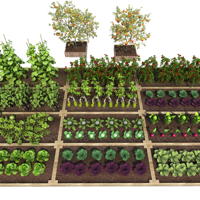 Modern vegetable garden vegetable plot