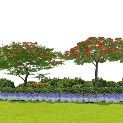 flower bed shrub phoenix tree