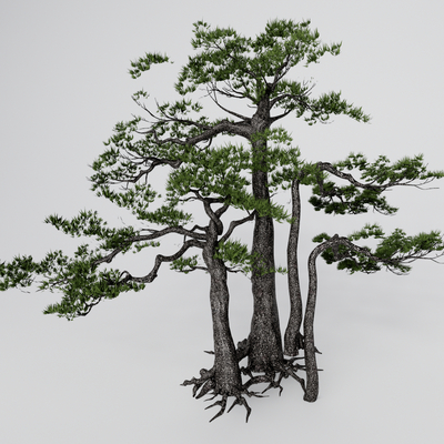 Chinese-style Luohan pine landscape tree