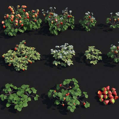 Strawberry Strawberry Seedlings Strawberry Flowers Strawberry Flowers