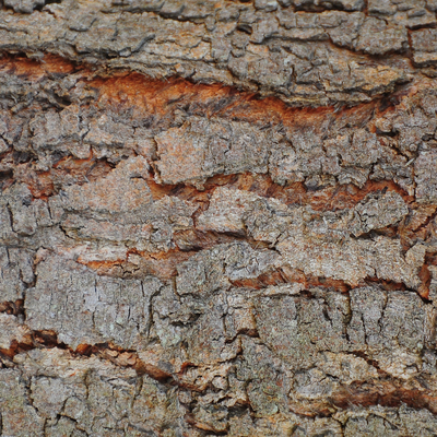 bark tree grain wood grain