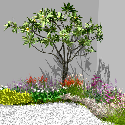 Modern landscape plant shrub