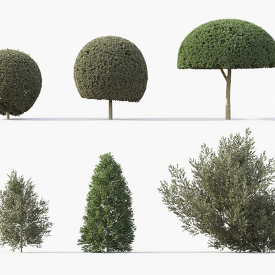 modern shrub arbor spherical tree