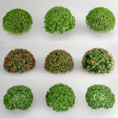 green plant shrub ball