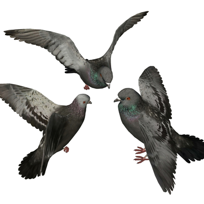 pigeon bird animal