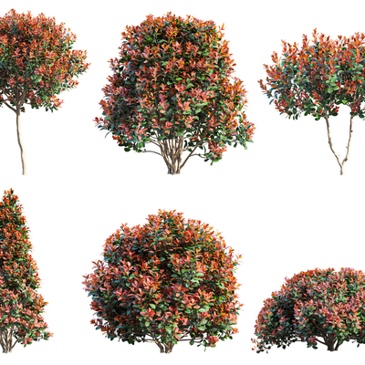 Photinia afforestation shrub