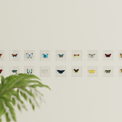 Modern Butterfly Specimen Display Wall