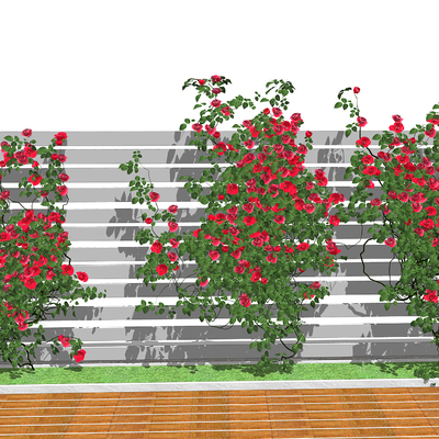 Modern courtyard climbing vine rose flower