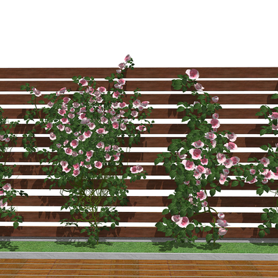 Modern courtyard climbing vine rose flower