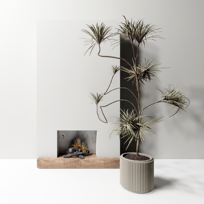 Wabi-sabi Style Green Plant Bonsai