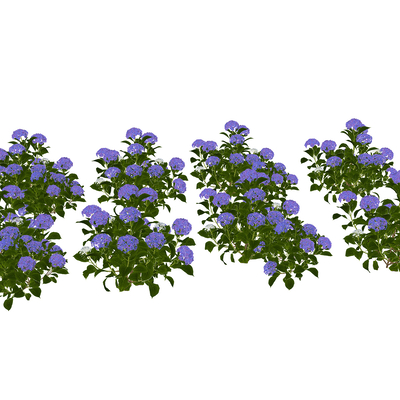 Hydrangea flowers and plants