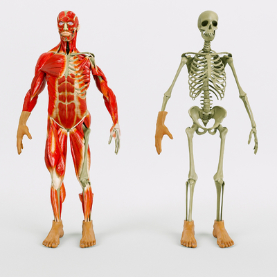 Profile of modern medical human body structure